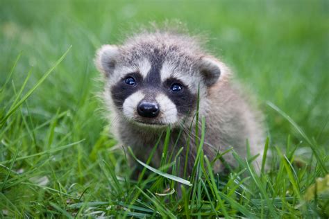 1. Adora (French origin), meaning “adorable”. A cute raccoon name for a simply adorable raccoon. 2. Babe (Jewish origin), just right for a precious baby raccoon. 3. Candy (US origin), meaning “sweet as a candy”. 4. Cuddles (Scottish origin), a perfect name for a cute little one.
